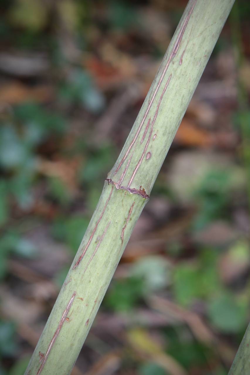 Photo of Japanese Knotweed 'Crimson Beautry'